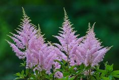 purple flowers are blooming in the garden