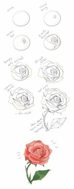 a drawing of a rose that is in different stages of blooming