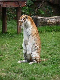 a large tiger standing on its hind legs