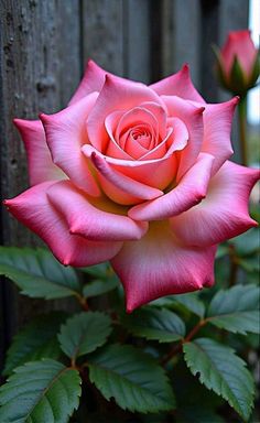 Pretty Flowers Pictures, Rose Flower Tattoos, Flowers For Mom, Beautiful Flowers Photos, Cute Flower Wallpapers, Plant Photography, Beautiful Bouquet Of Flowers, Beautiful Flowers Wallpapers, Beautiful Rose Flowers