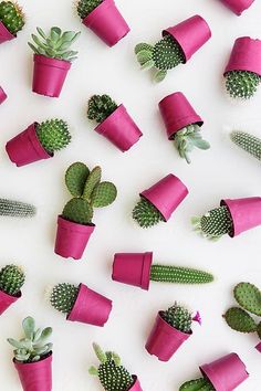 many small cactus plants in pink pots on a white surface with green leaves and cacti