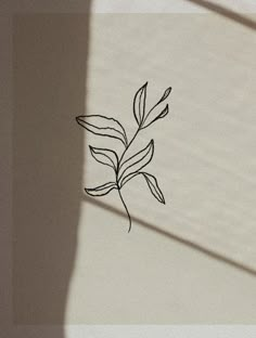 a black and white photo of a plant on a wall with the shadow of a window behind it