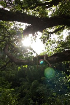 the sun is shining through the trees in the forest