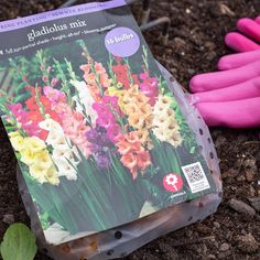 gardening gloves and flowers in the dirt