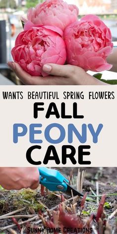 two pink peony flowers are being held by someone's hands with the words, what's beautiful spring flowers? fall peony care