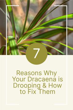 a palm tree with the text 7 reasons why your dracaena is dropping & how to fix them