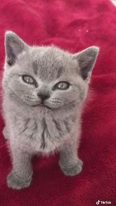 a small gray kitten sitting on top of a red bed sheet with its eyes wide open