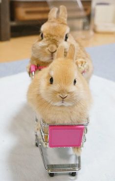 two small rabbits riding in a cart on the floor with their heads turned to look like they are pushing something