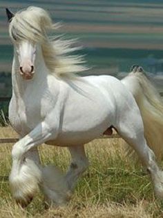 a white horse is galloping through the grass