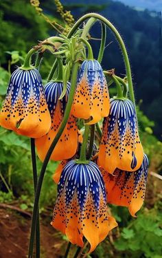 orange and blue flowers with green stems in the foreground, on a mountain side