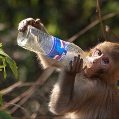 a monkey is drinking water from a bottle