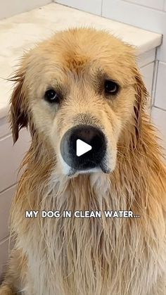 a wet dog is sitting in the bathtub