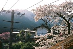 the power lines are above the trees and houses in the mountainside area with blossoming flowers on them