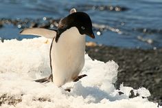 a penguin standing on top of snow covered ground