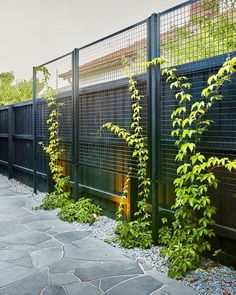 a black fence with green plants growing on it and stone walkway in the foreground