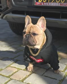 a small brown dog wearing a black shirt and gold chain on it's collar