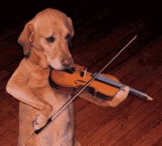 a dog is playing the violin on the floor