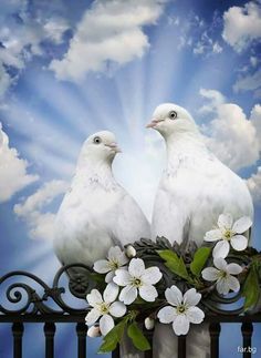 two white doves sitting on top of a fence with flowers in the foreground