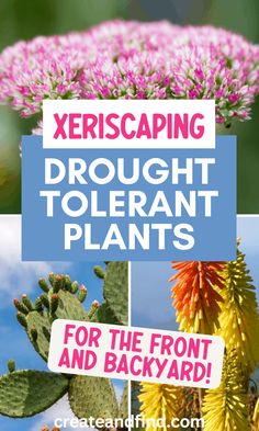 Drought tolerant perennials for zeroscaping backyard or front yard. Dessert Yard Landscape, Arizona Desert Plants, Arizona Desert Landscaping, Low Maintenance Desert Landscaping Front Yard, Mountain Desert Landscaping, Dessert Landscape Ideas, Southwest Landscape Ideas, Texas Backyard Ideas, Desert Backyard Ideas Arizona