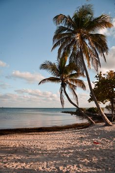 two palm trees are on the beach by the water