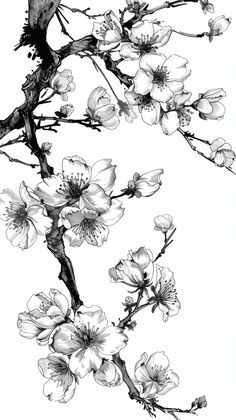 The work is for free use. But all rights and licenses belong to the author Buffik SK. Sakura Flower Tattoo, Cherry Blossom Outline, Sakura Drawing, Sakura Tattoo, Copic Marker Art, Flower Line Drawings, Goddess Tattoo, Sakura Flower, Free Use