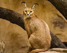 a caramel cat sitting on top of a rock next to a large tree branch