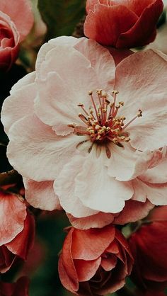 pink flowers are blooming in the garden