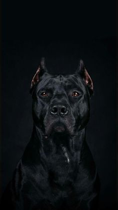 a black dog sitting in the dark with his eyes wide open and looking at the camera