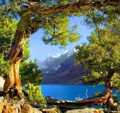 a tree that is sitting on some rocks by the water with mountains in the background