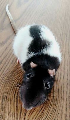 a black and white rat is sitting on the floor