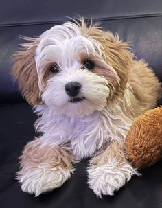 a small white dog sitting on top of a couch next to a brown teddy bear