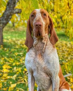 a brown and white dog sitting on top of a green grass covered field next to trees