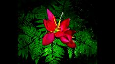 a red flower with green leaves in the background