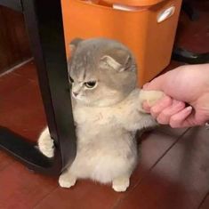 a small gray and white cat sitting on top of a floor next to a person's hand