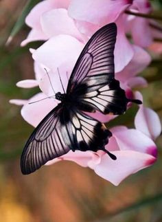 a black and white butterfly sitting on pink flowers