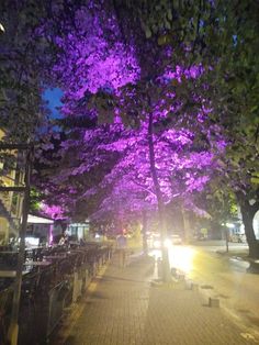 purple trees are lit up at night in the city