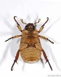 a close up of a bug on a white surface