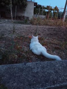 a white cat laying on top of a grass covered field