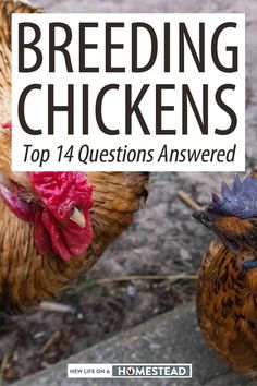 Good Chicken Names, Chicken Brooder, Chicken Poop, Chicken Manure, Chicken Eating, Raising Backyard Chickens, Permaculture Design, Keeping Chickens, Building A Chicken Coop