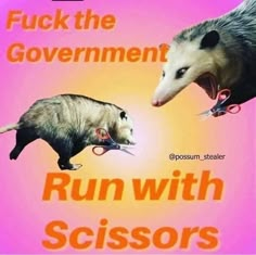 Possum Memes, Baby Gril, Silly Goofy