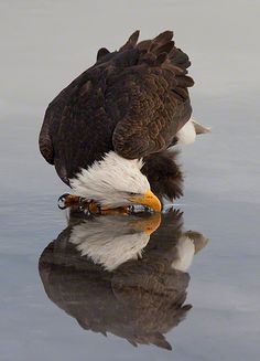 an eagle with its head in the water looking down at it's own reflection