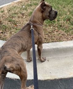 a large brown dog standing on top of a sidewalk