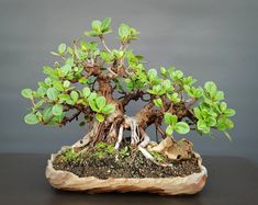 a bonsai tree with green leaves and roots