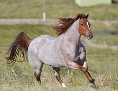 a horse running in the grass behind a wire fence with its hair blowing in the wind