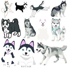 the husky dogs are all different colors and sizes