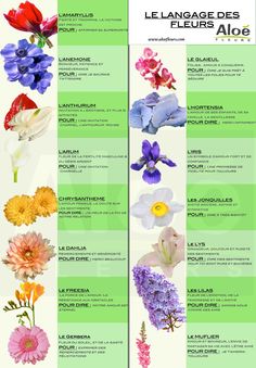 the different types of flowers are shown in this poster, which shows them all different colors