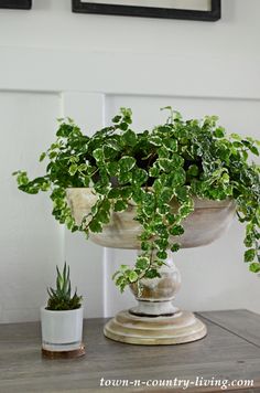 a potted plant sitting on top of a wooden table