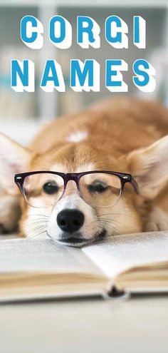 a dog wearing glasses laying on top of an open book with the words corgi names above it