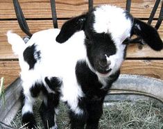 a black and white baby goat standing in a metal tub