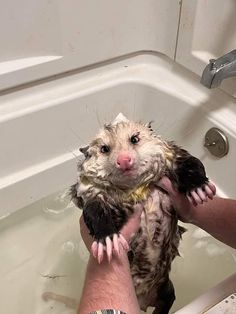 a person holding a rodent in a bathtub with water on it's back